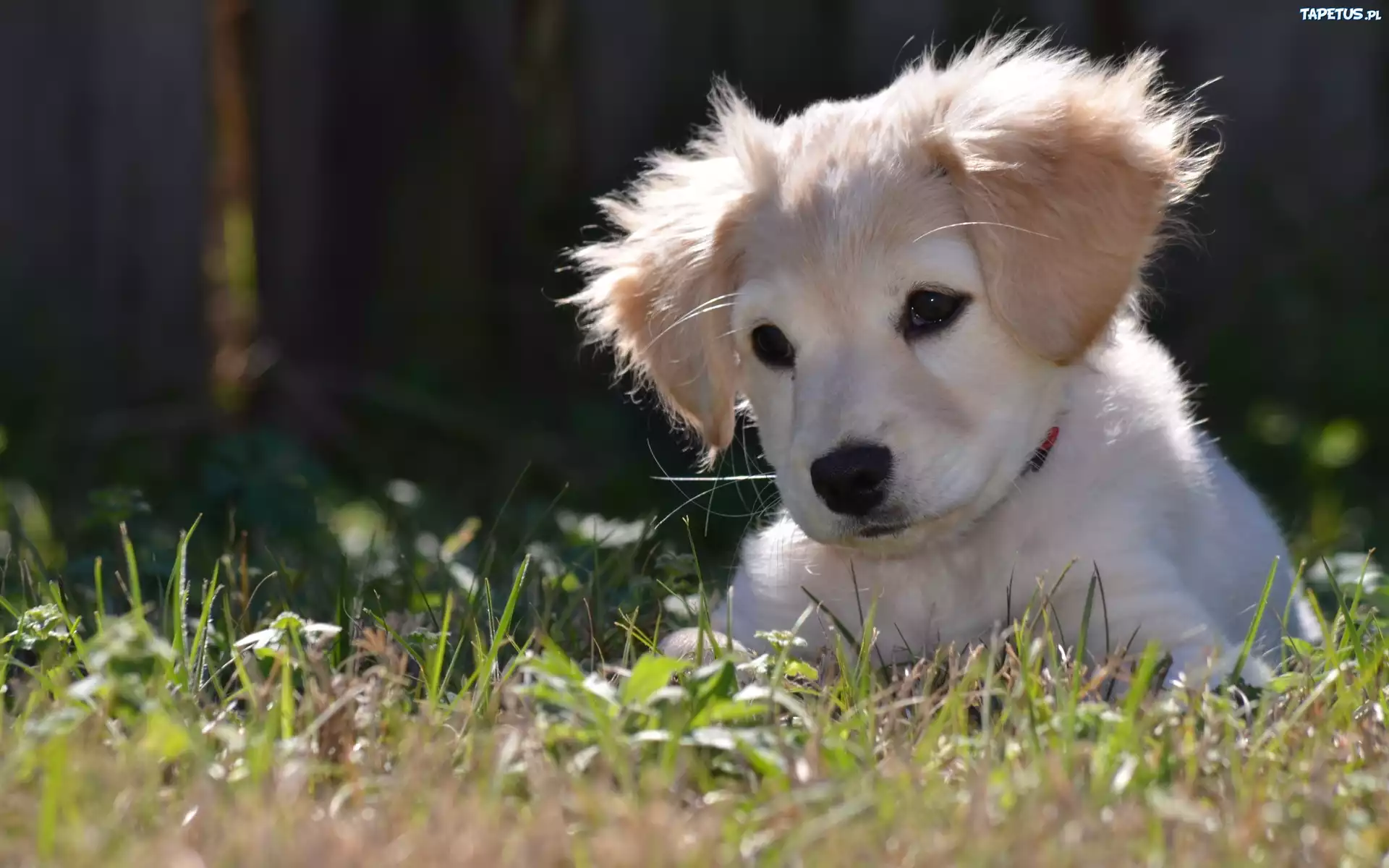 Biały, Szczeniaczek, Trawa, Golden Retriever