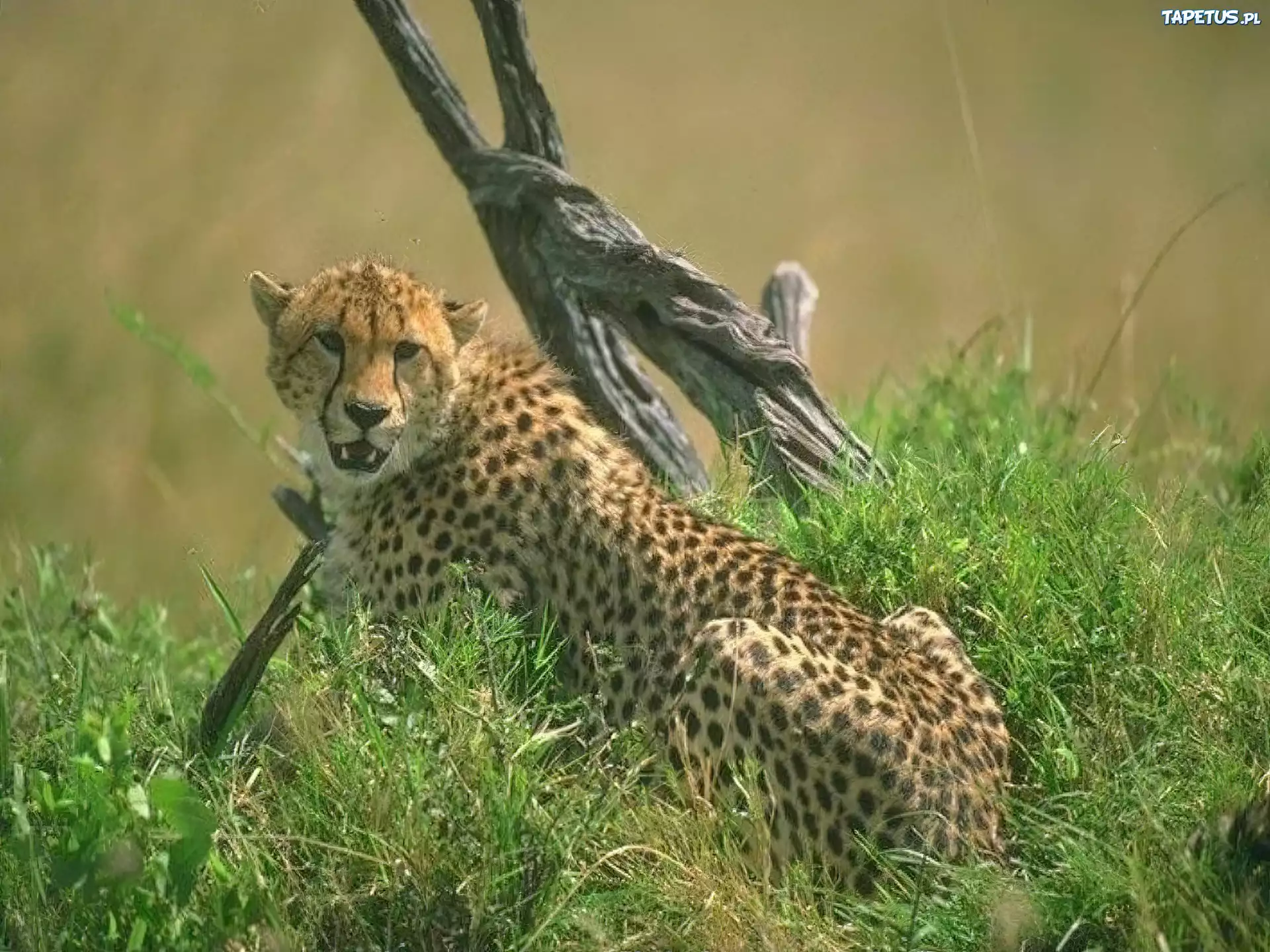 Gepard, pień, trawa