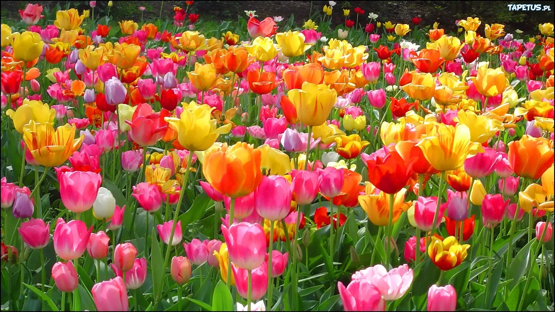 Kwiaty, Kolorowe, Tulipany