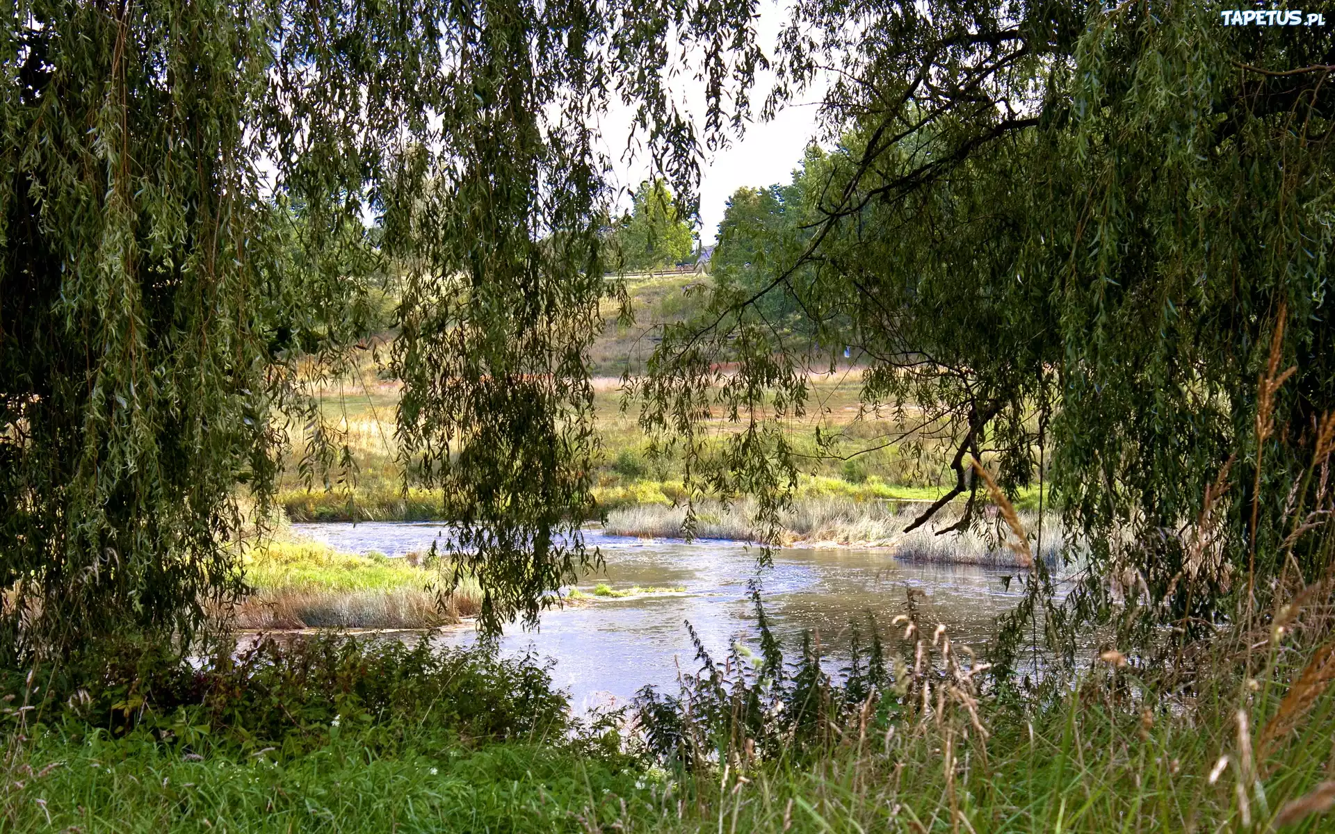 Rzeka, Łąki, Drzewa, Trawy