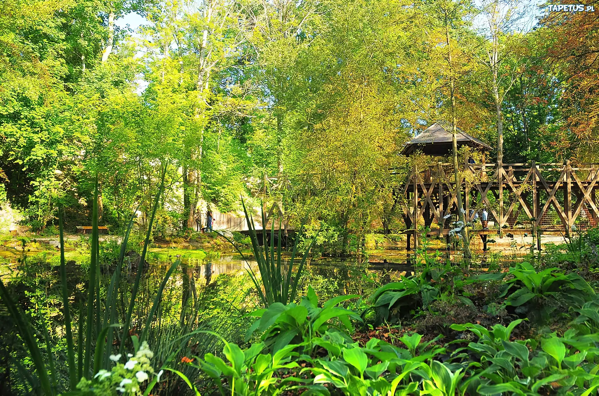Park, Drzewa, Roślinność