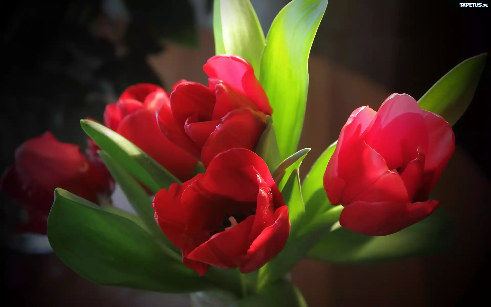 Czerwone, Tulipany