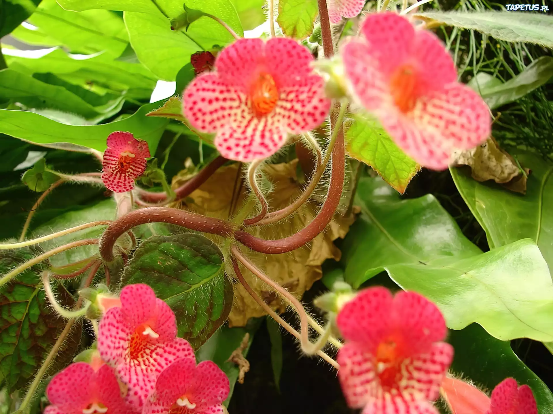 Kwiaty, Begonia