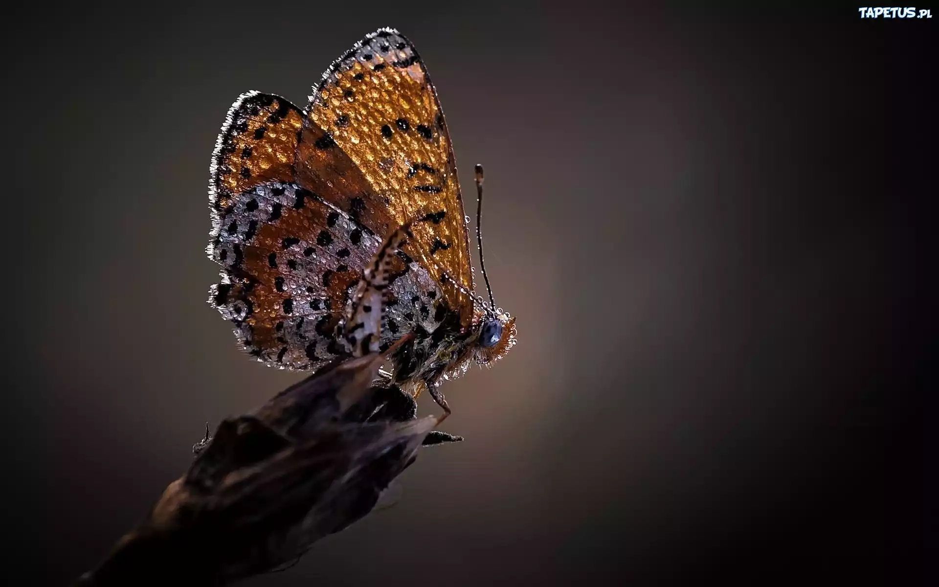 Motyl, Krople, Rosy