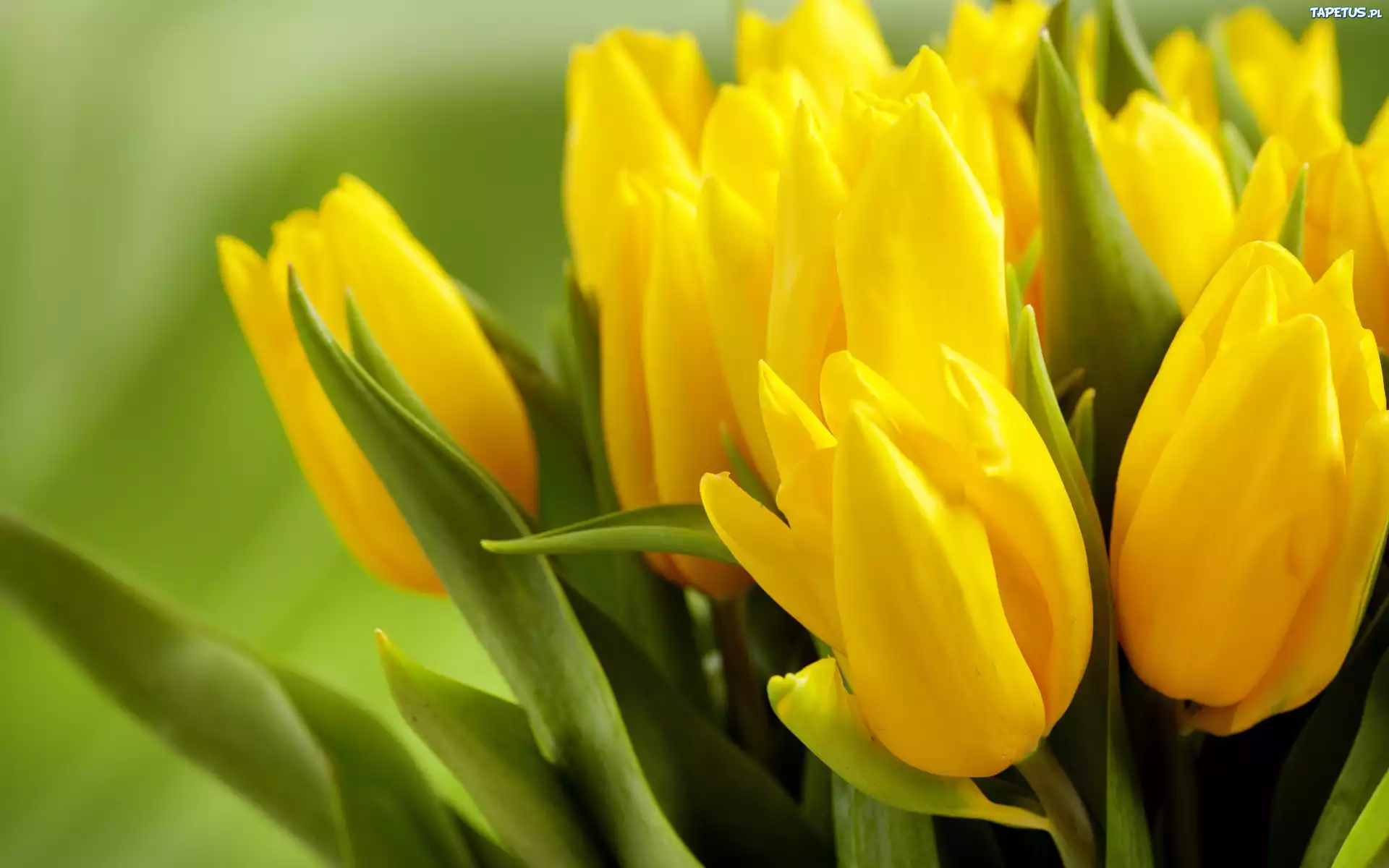Żółte, Tulipany