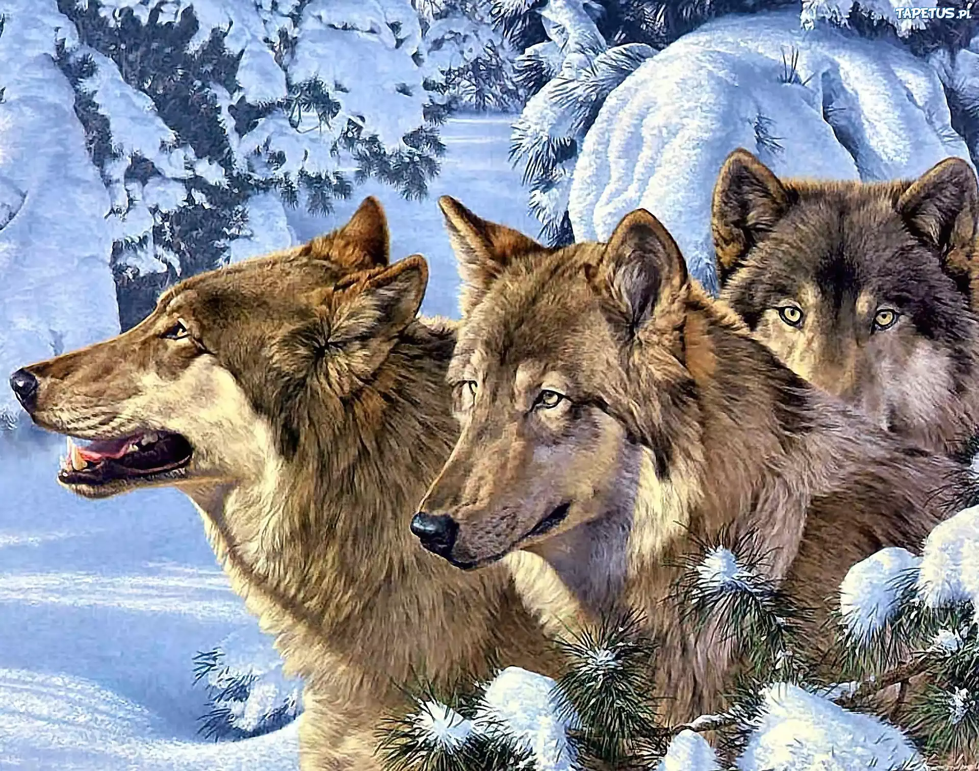 Trzy, Wilki, Zima