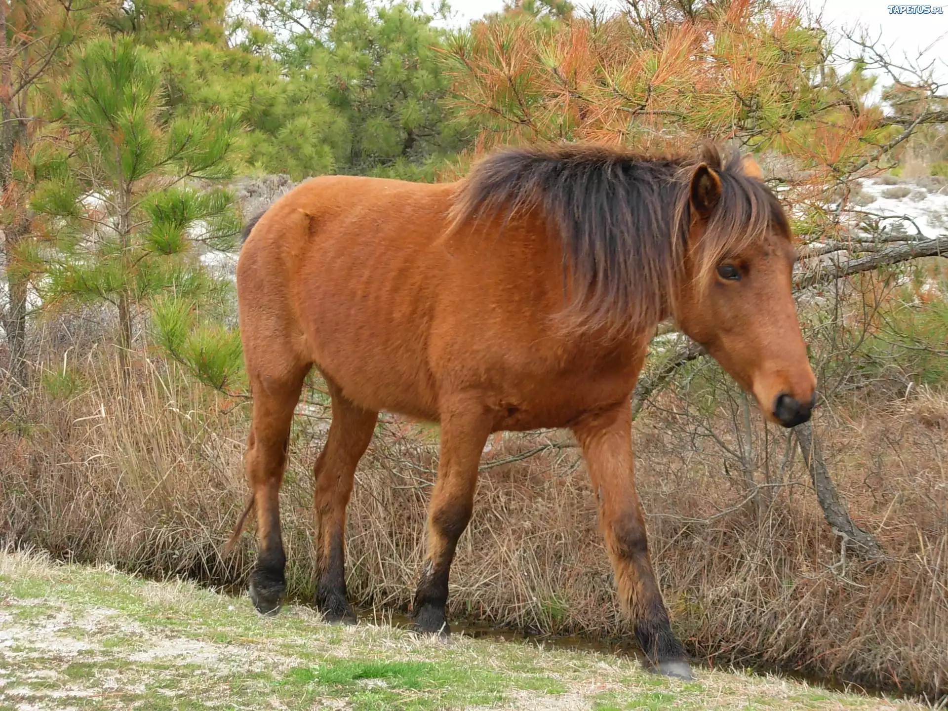 Konik, Drzewa