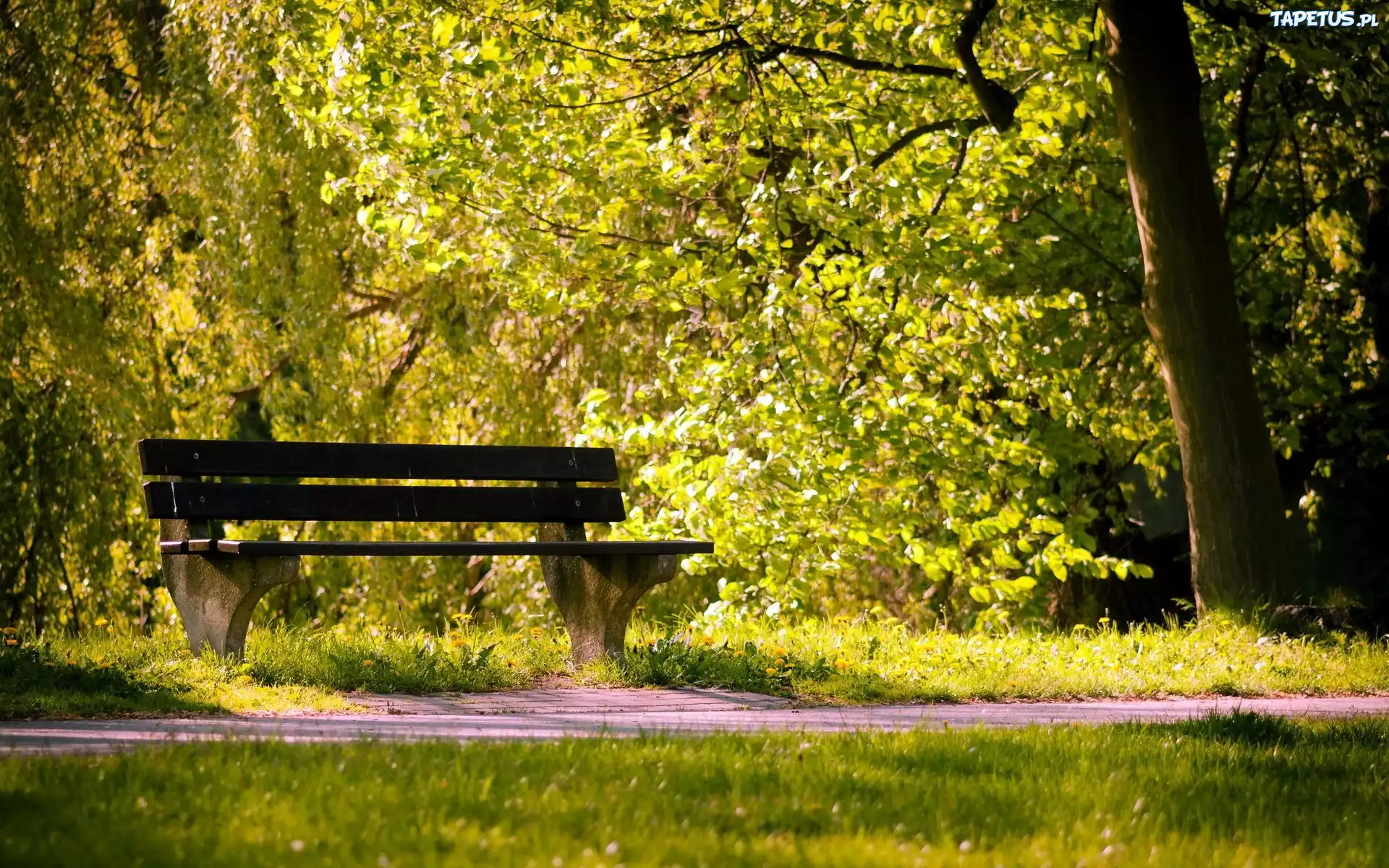 Park, Ścieżka, Ławka