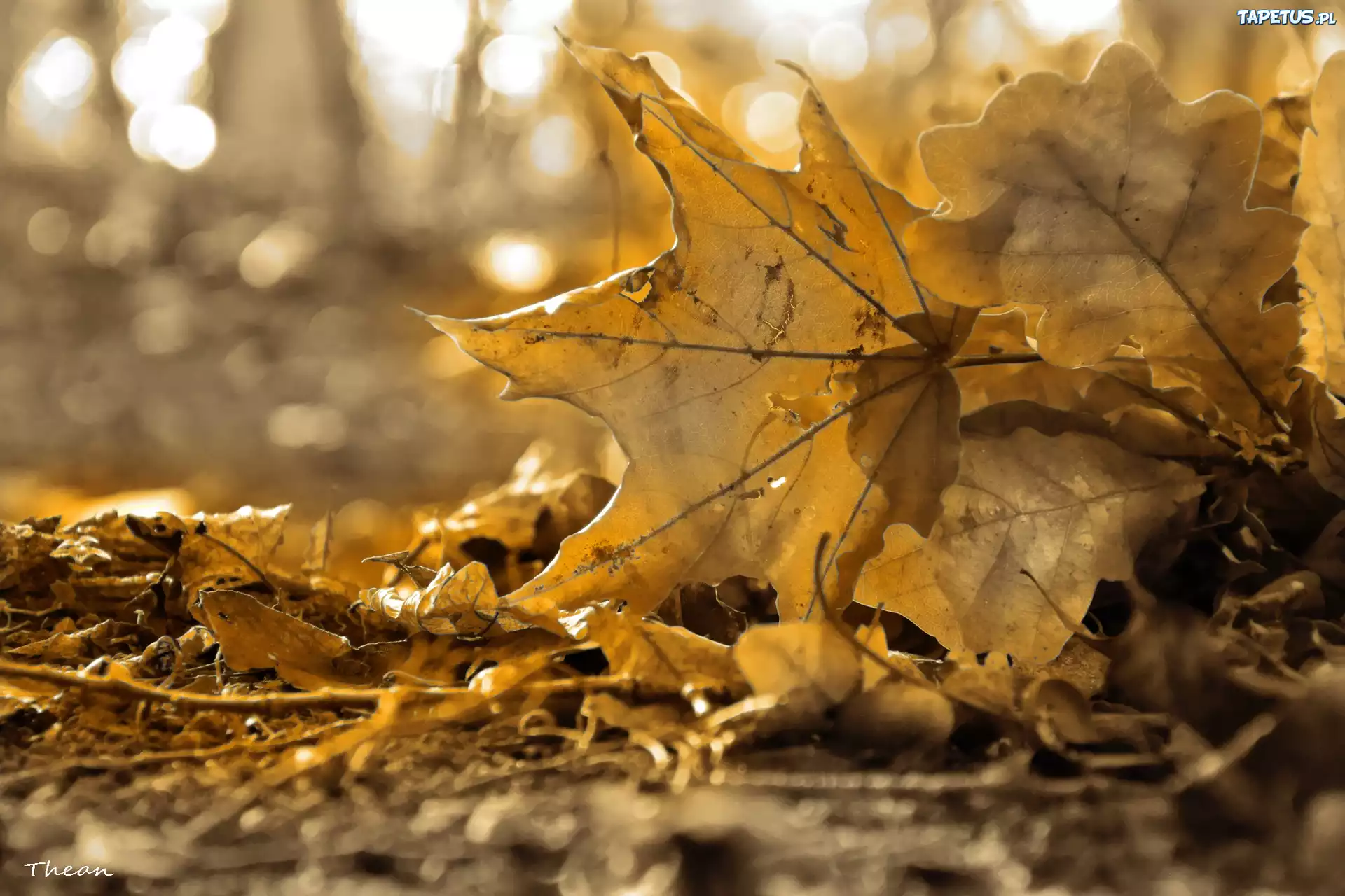 Jesień, Suche, Liście, Sepia