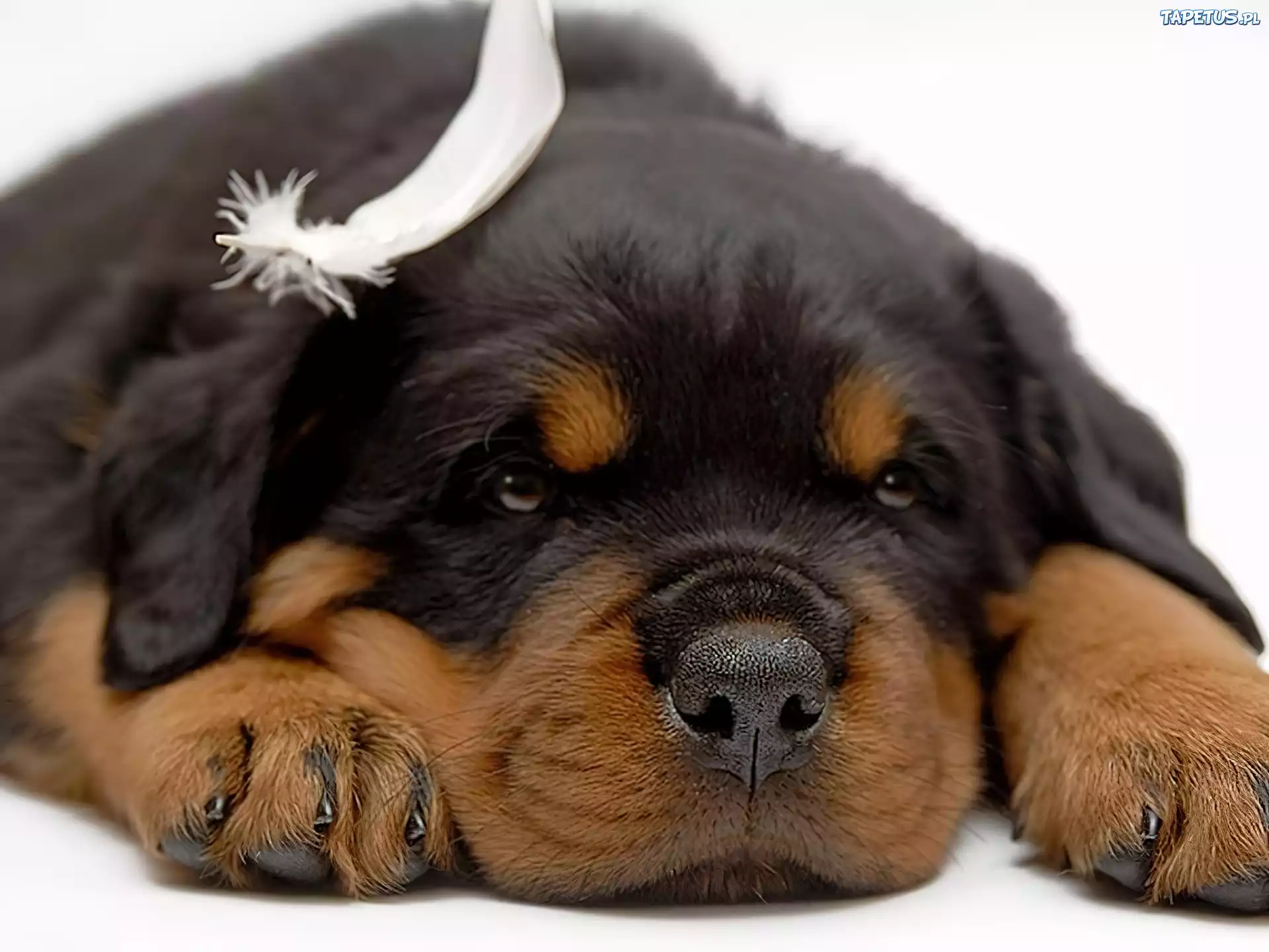 Szczeniak, Rottweiler