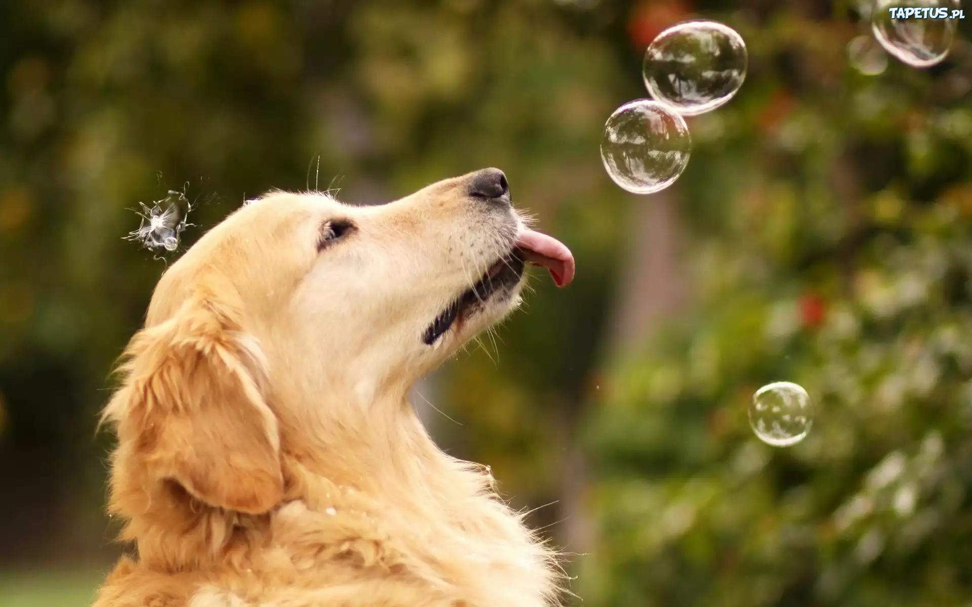 Pies, Bańki, Mydlane, Golden Retriever