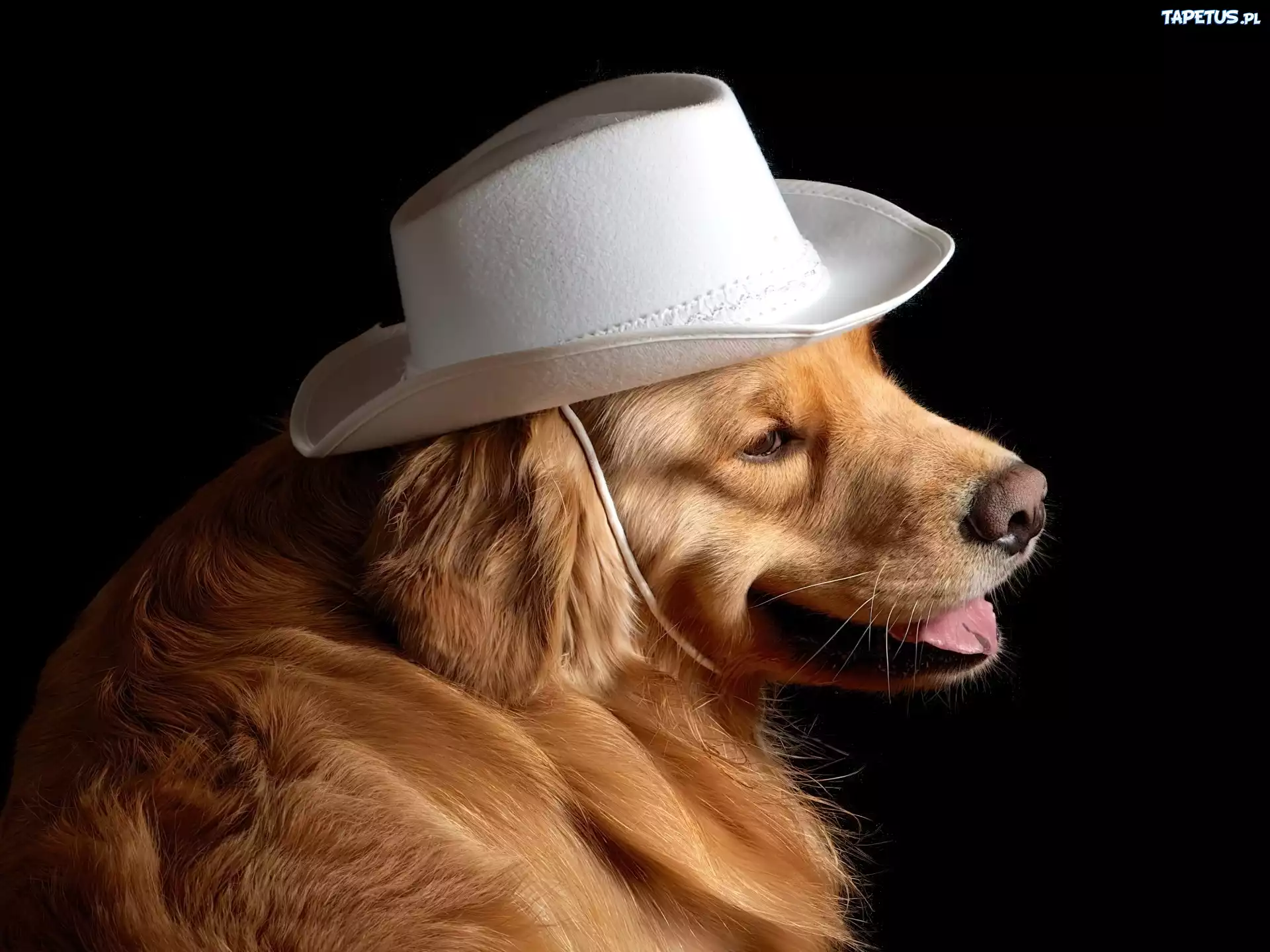 Biały, Kapelusz, Pies, Golden Retriever