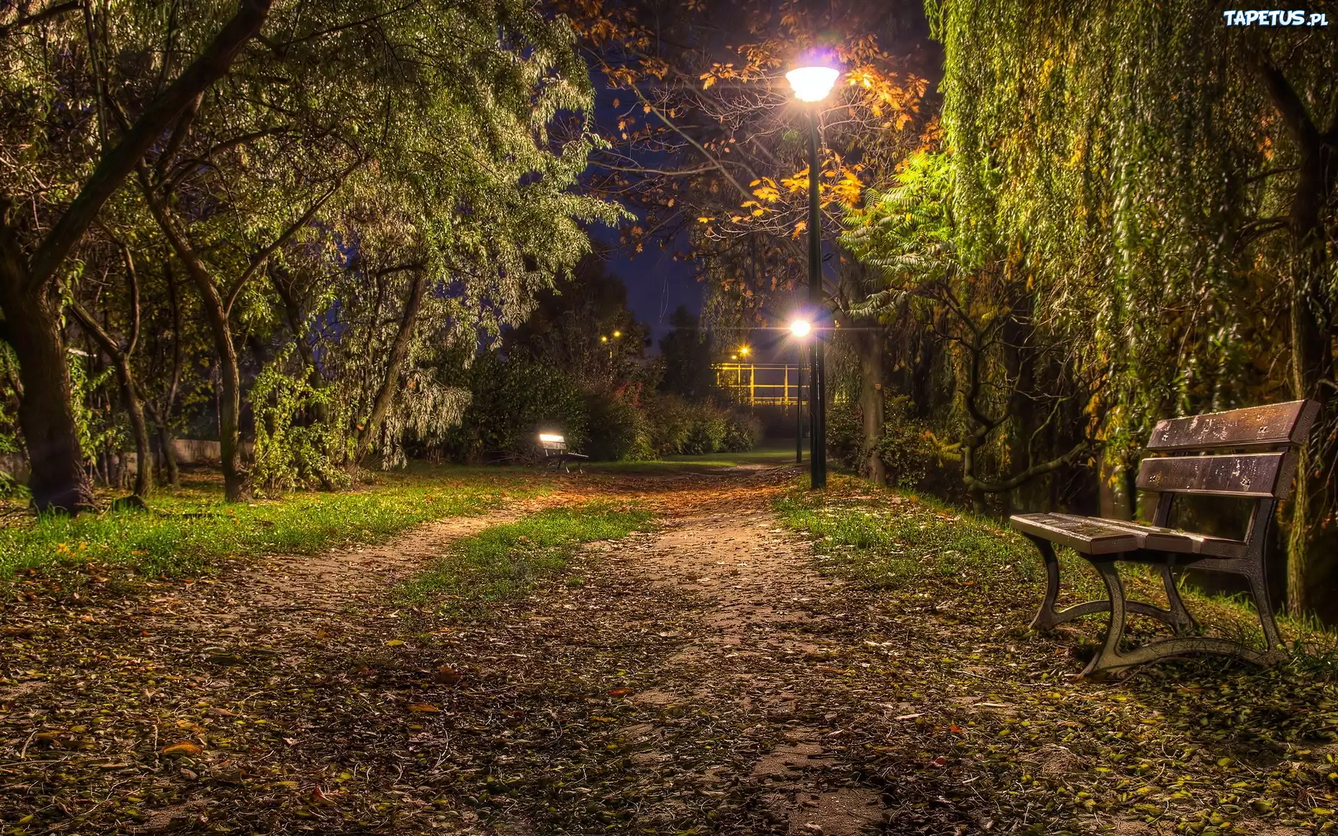 Park, Wieczorem, Ławka, Drzewa, Lampy