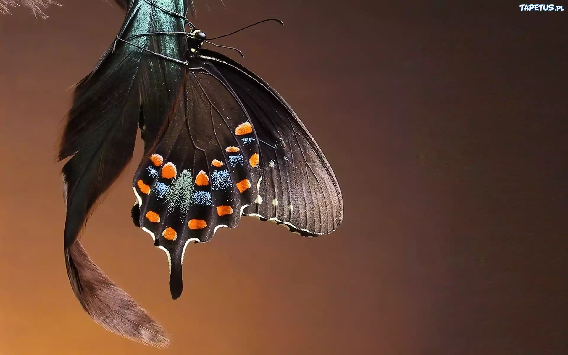 Motyl, Piórko