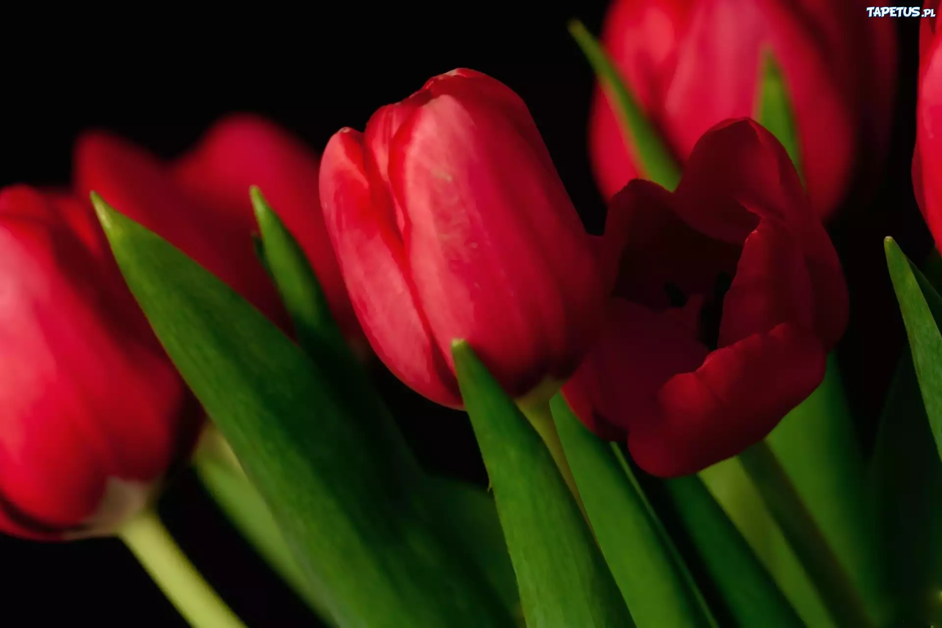 Czerwone, Tulipany