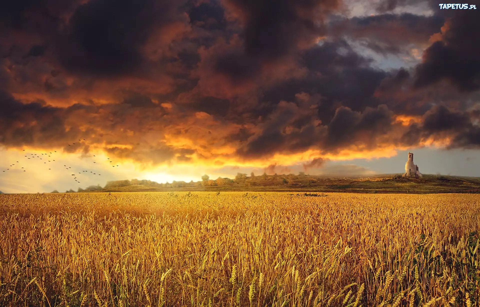 природа поле пшеница небо облака nature field wheat the sky clouds загрузить