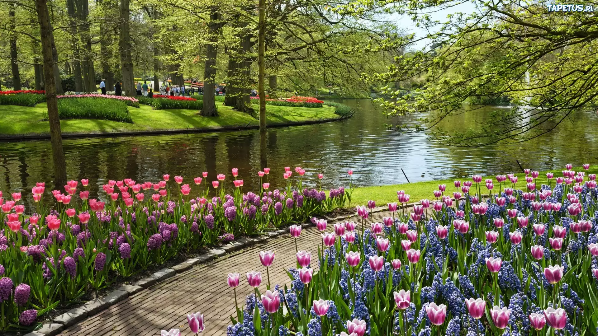 Park, Rzeka, Drzewa, Tulipany, Ścieżka