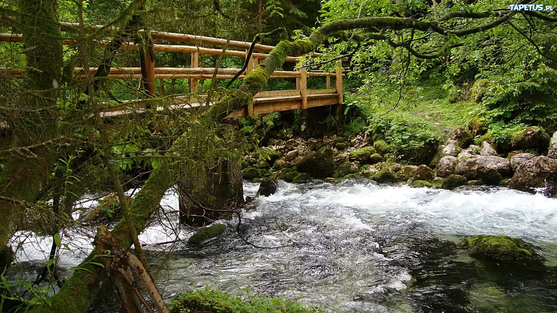 Las, Rwąca, Rzeka, Mostek