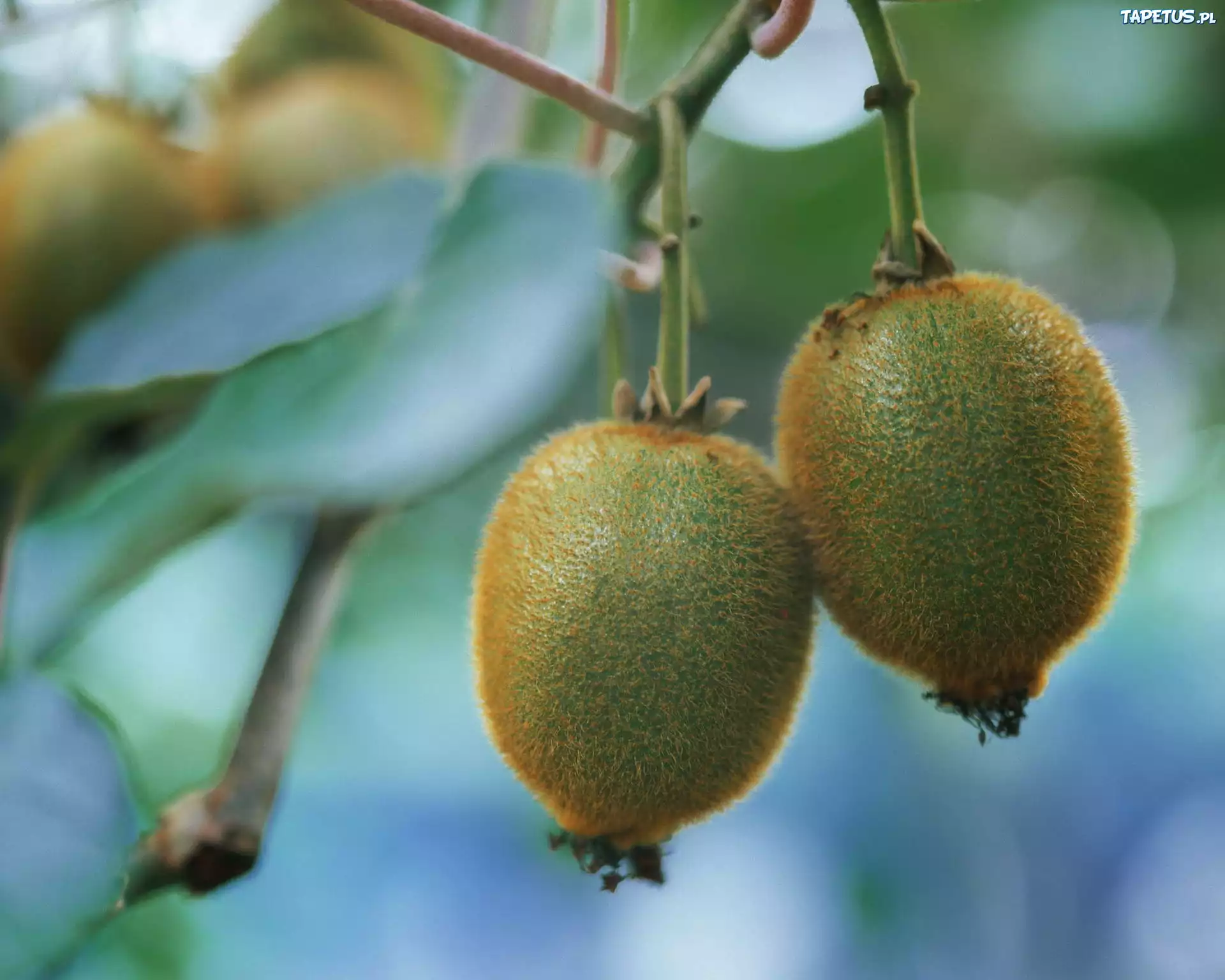 Kiwi, Gałązka