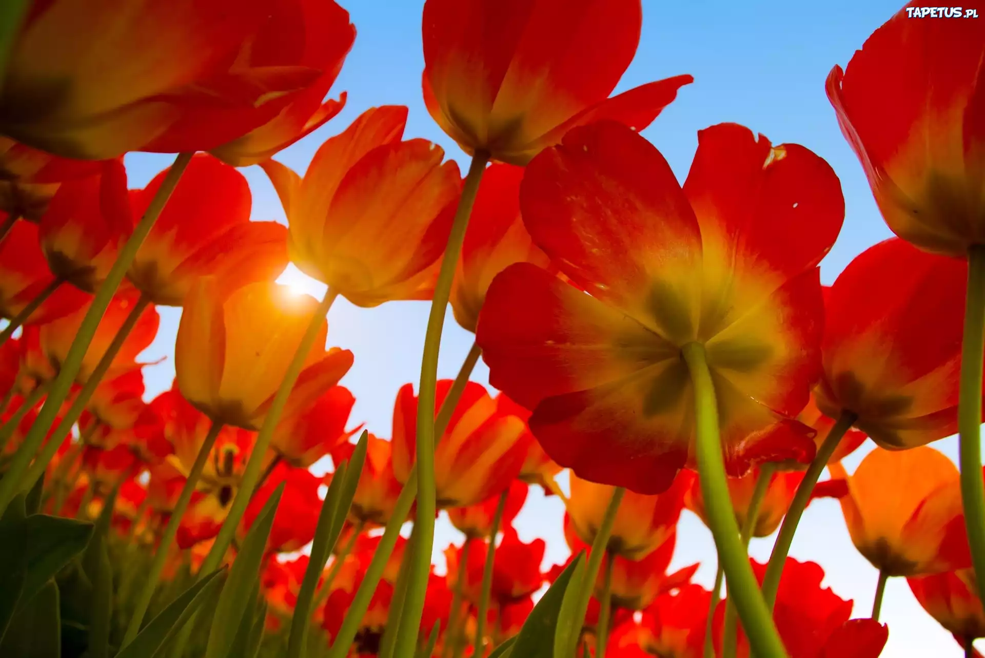 Tulipany, Promienie, Słońca