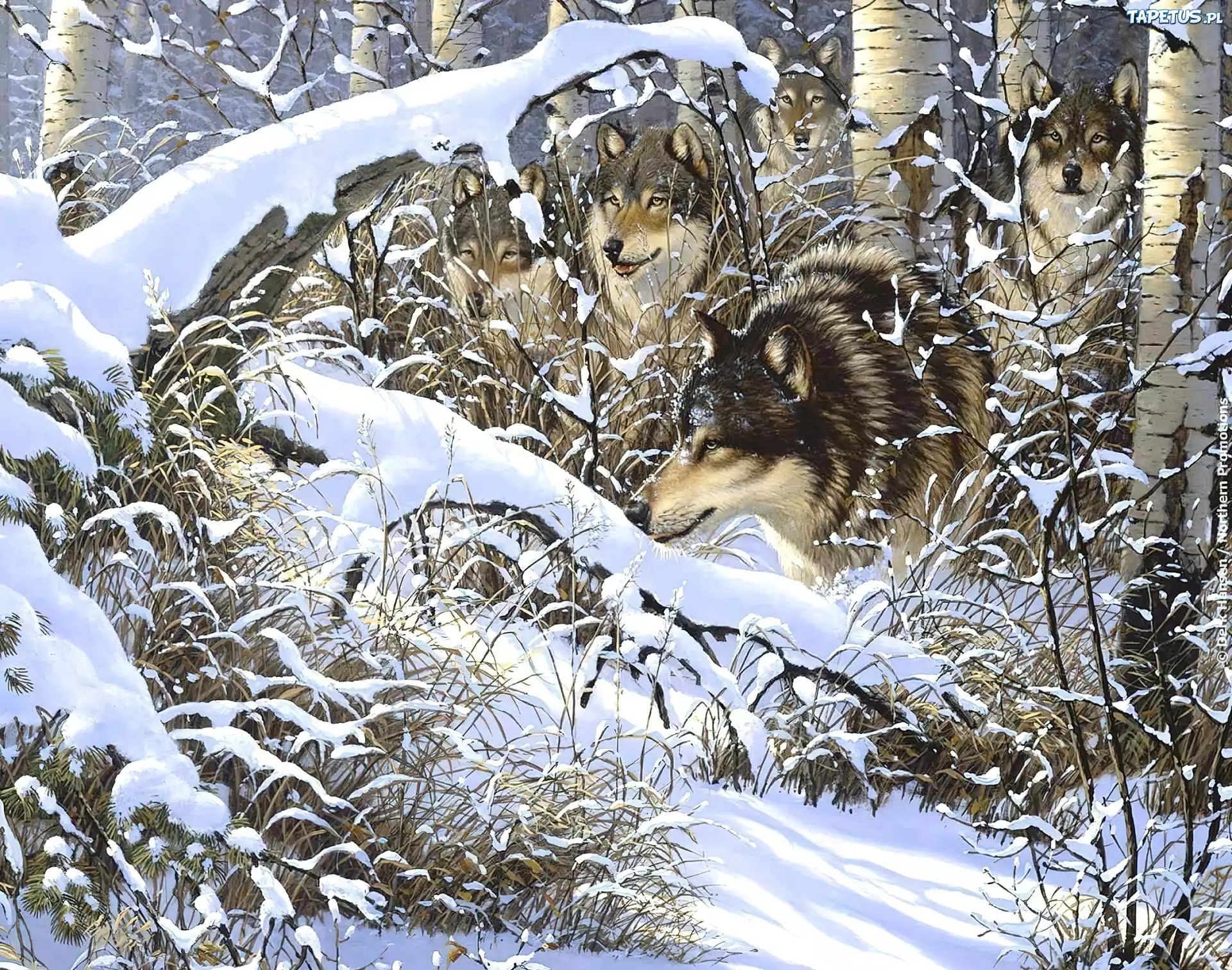 волки в зимнем лесу загрузить
