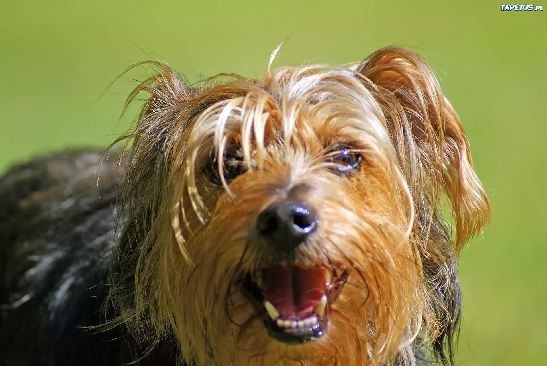 Piesek, Yorkshire Terrier