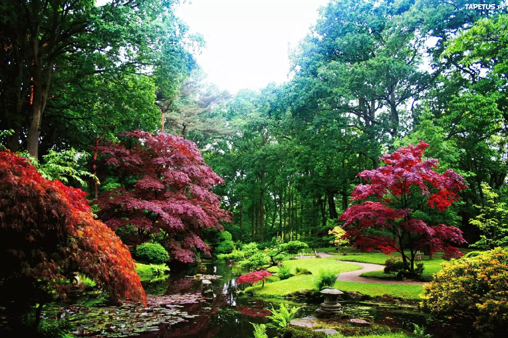 Park, Staw, Drzewa