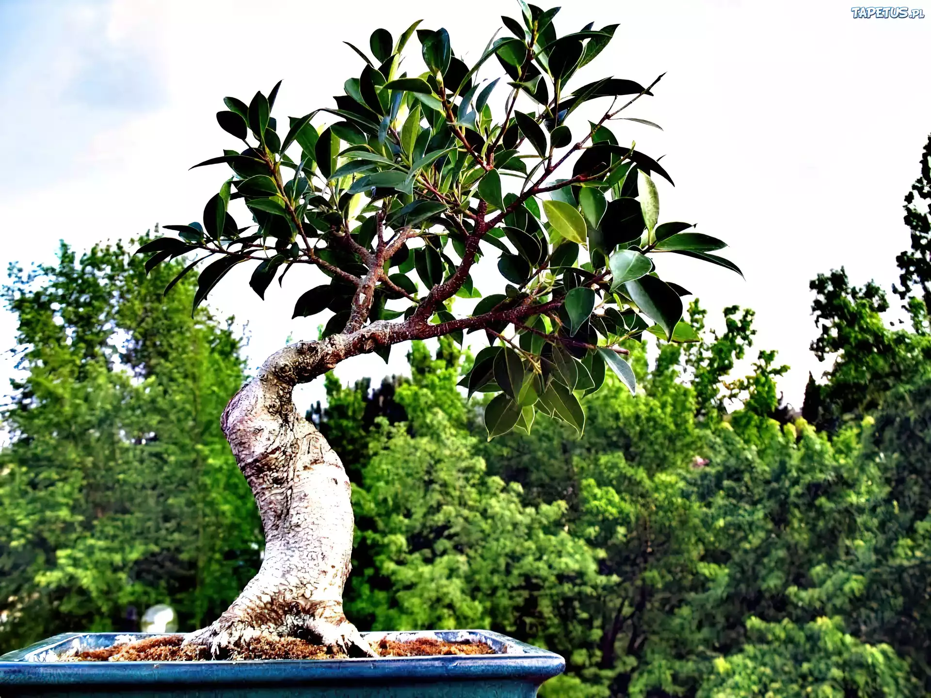 Drzewko, Bonsai, Donica