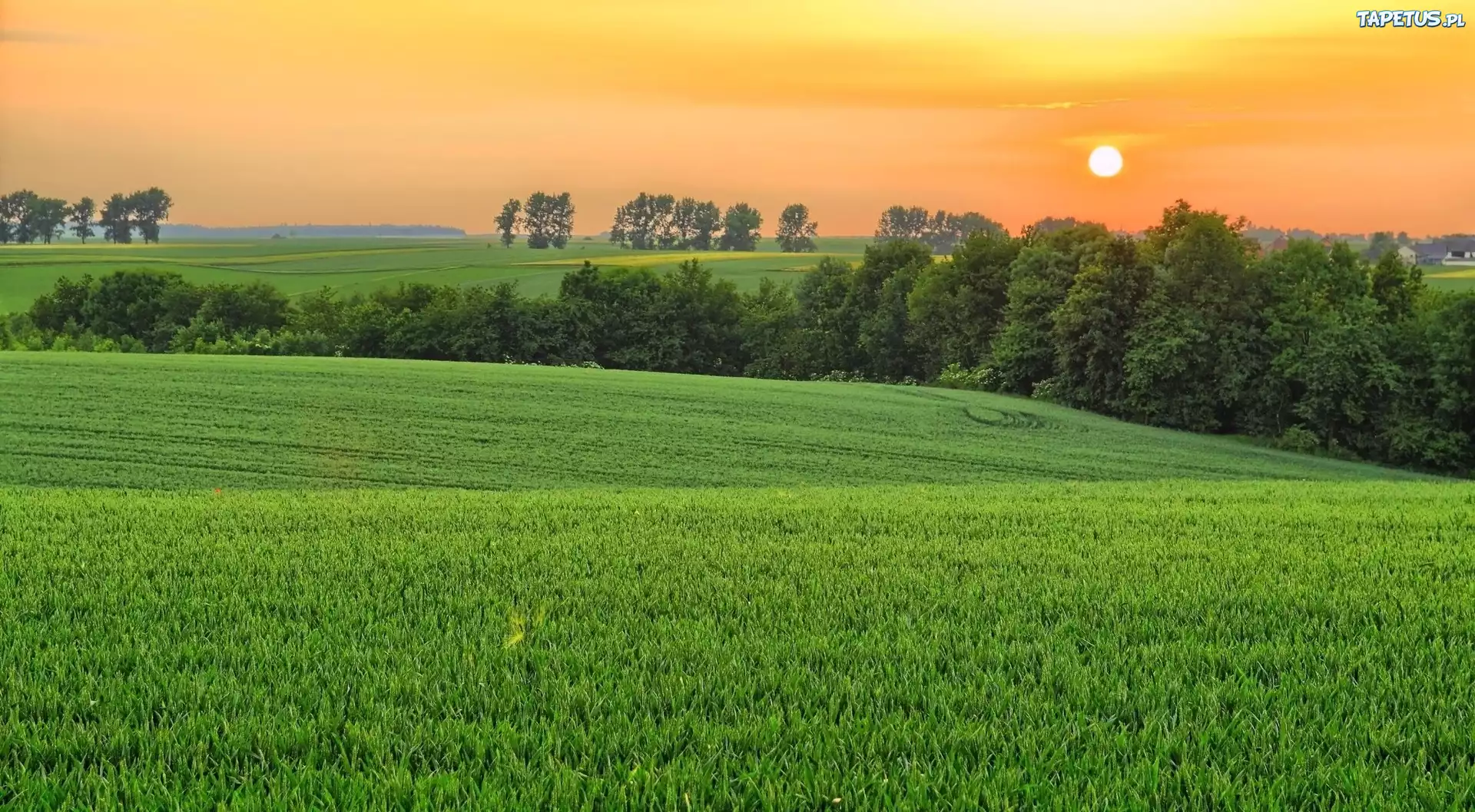Zachód, Słońca, Pola, Drzewa