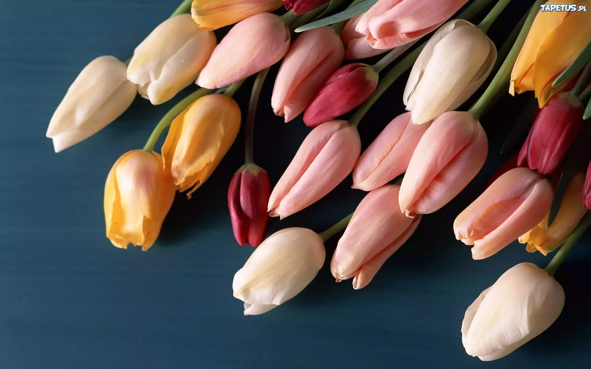 Tulipany, Bukiet