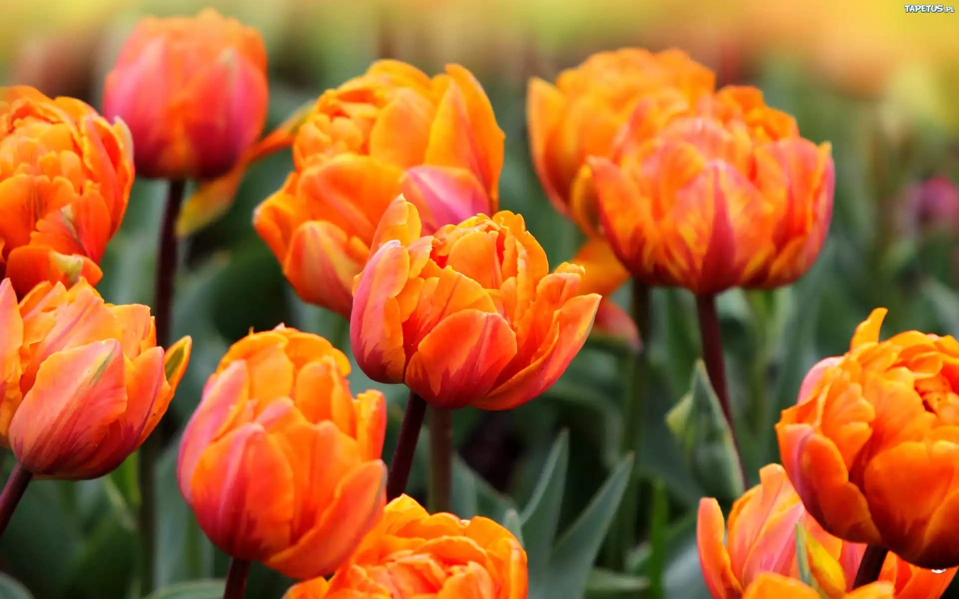 Herbaciane, Tulipany