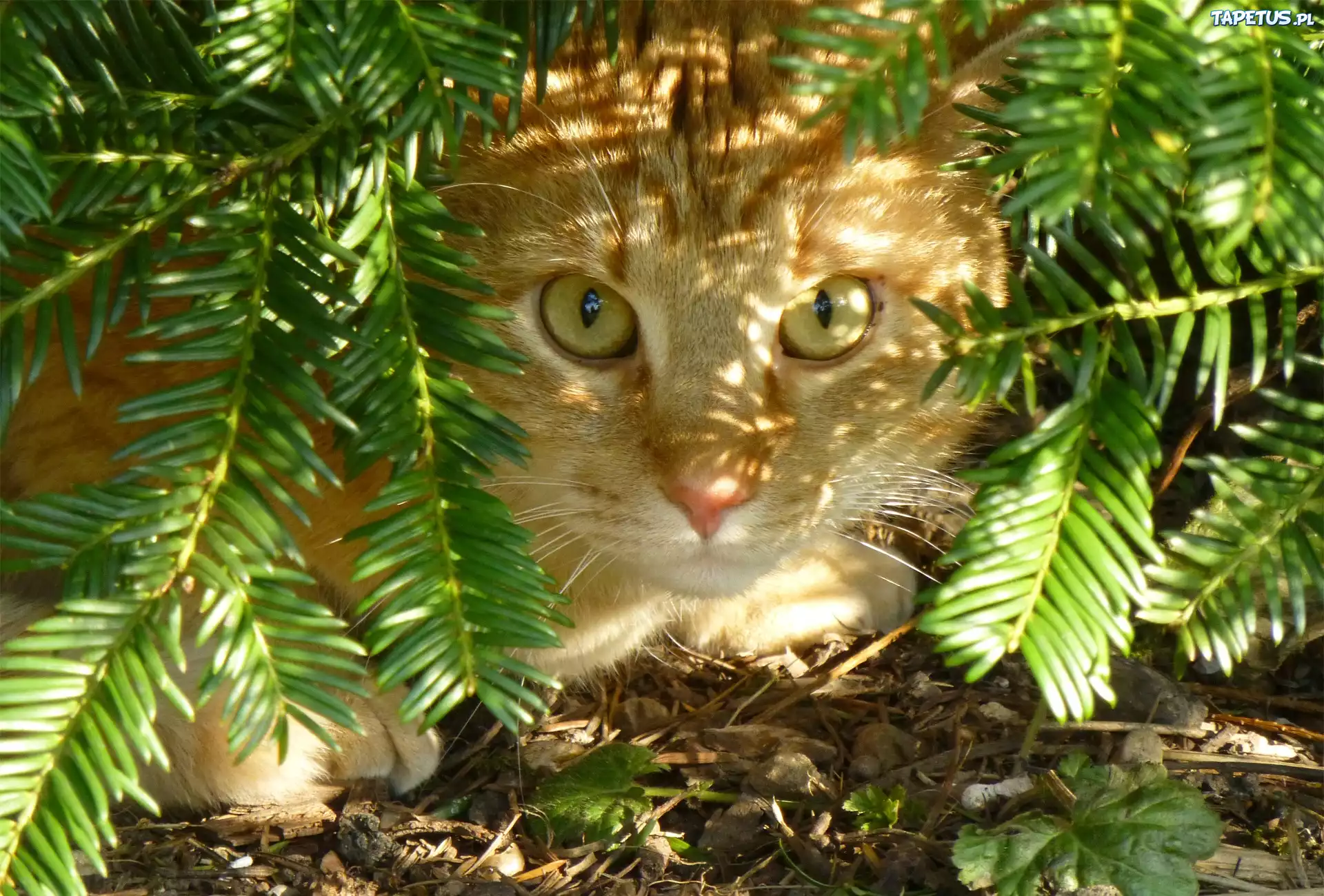 Кот в зеленых ветках скачать