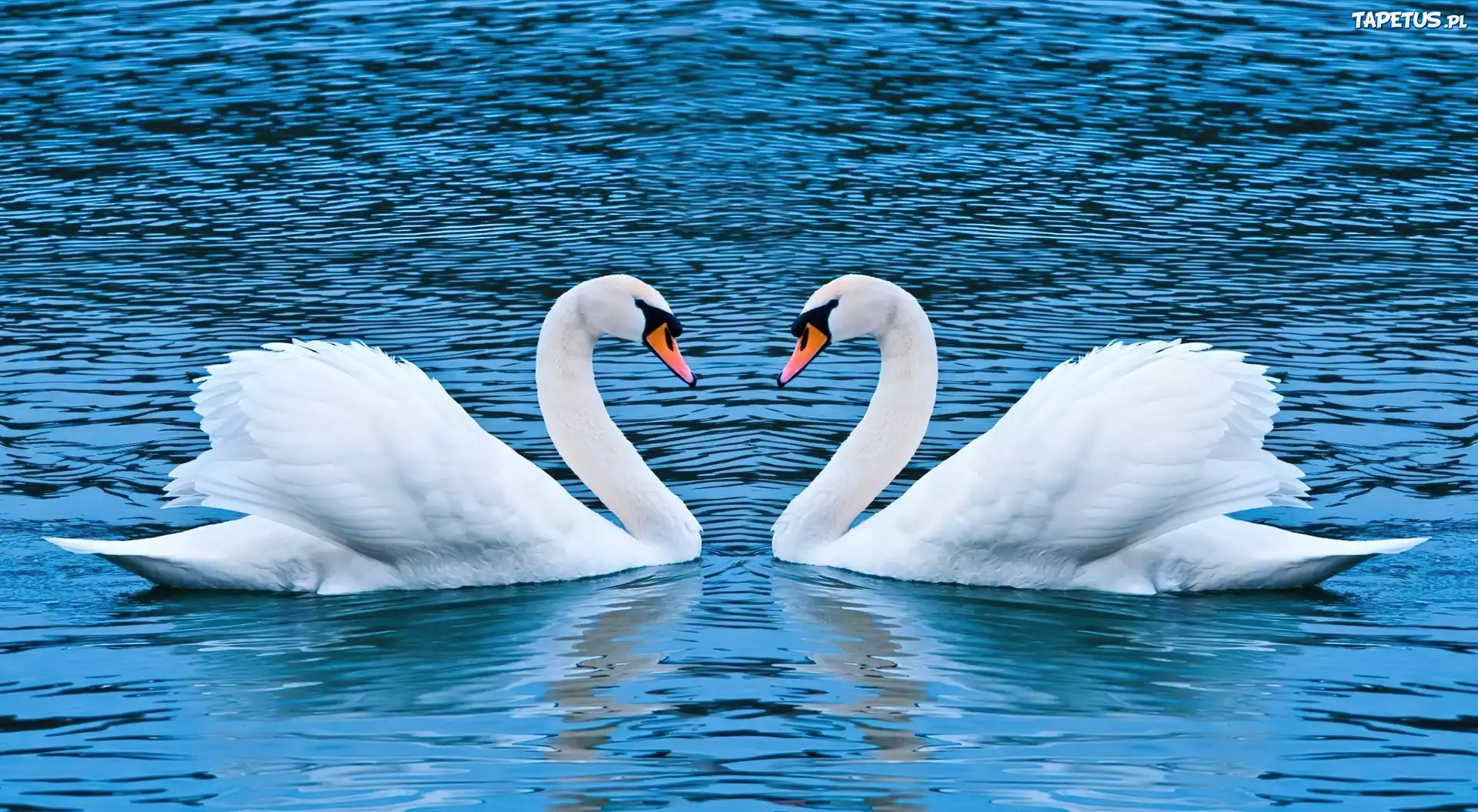 Łabędzie, Woda