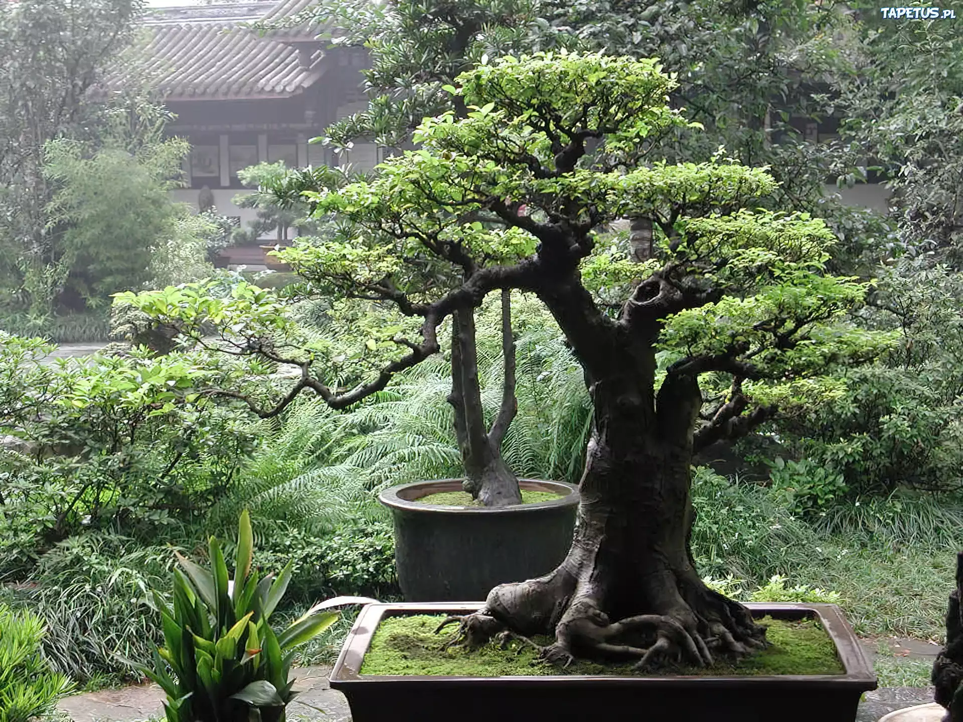 Drzewka, Bonsai, Ogród, Domek