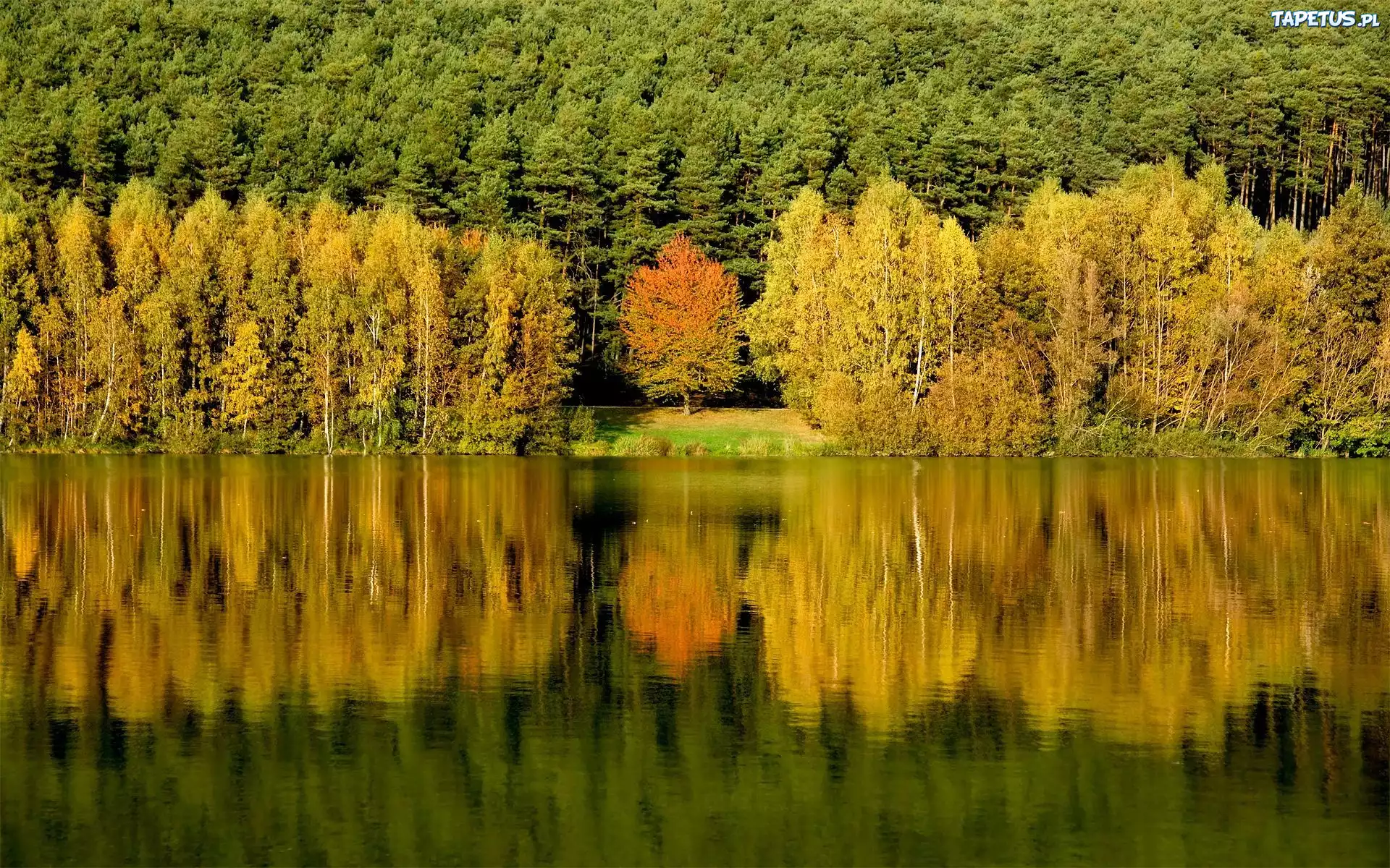 Las, Drzewa, Jezioro, Odbicie