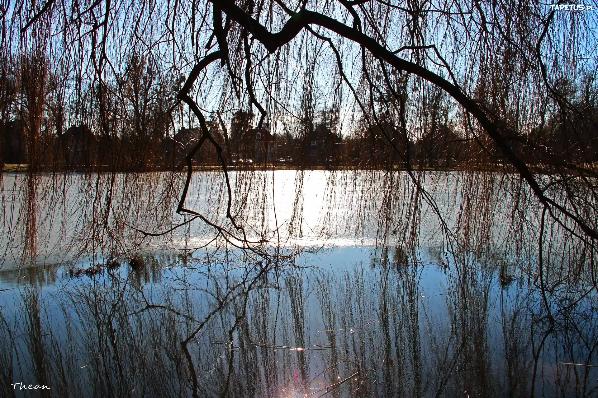 Zamarznięte, Jezioro, Wierzba