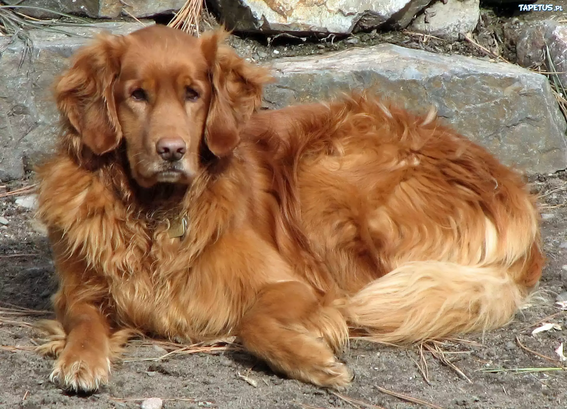Piesek, Golden Retriever, Kamienia