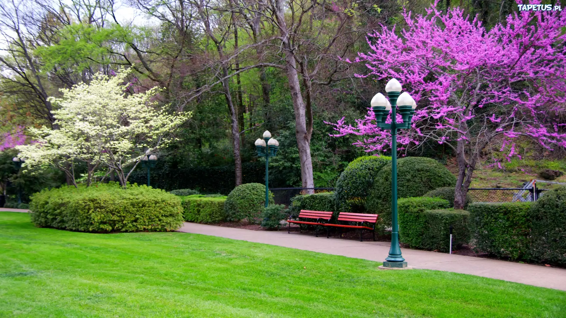 Park, Kwitnące, Drzewa, Latarnia