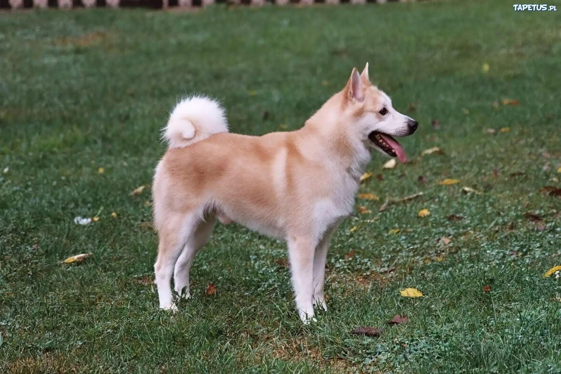 Śliczny, Norsk Buhund