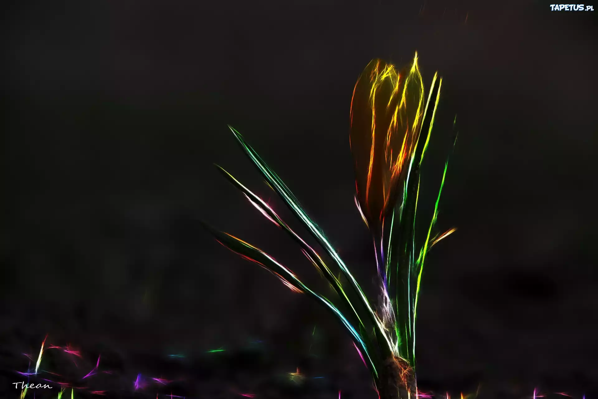 Krokus, Fractalius