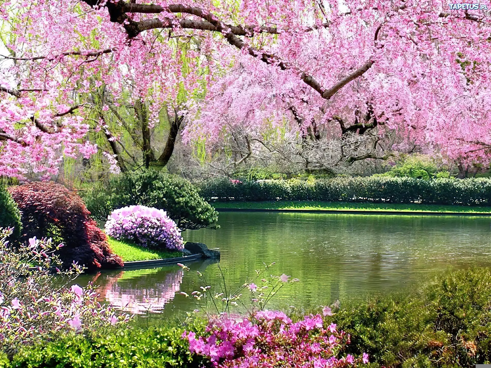 Очень красиво цветет. Сад Кавати Фудзи. Весенний пейзаж. Весенняя природа.
