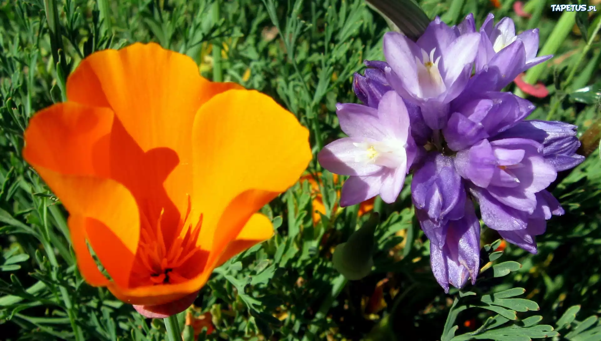 Kwiaty, Mak, Dichelostemma