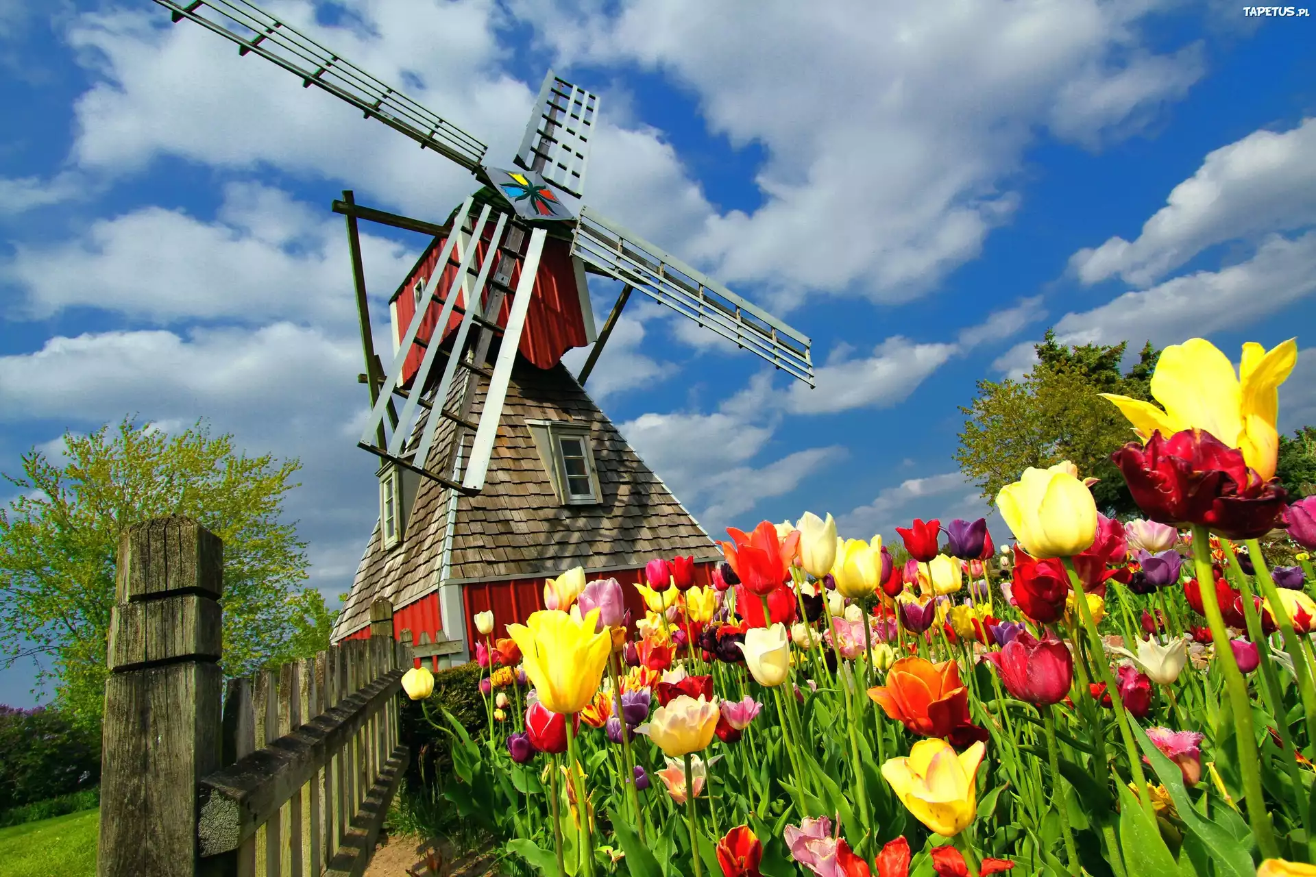 Wiatrak, Płot, Pole, Tulipany