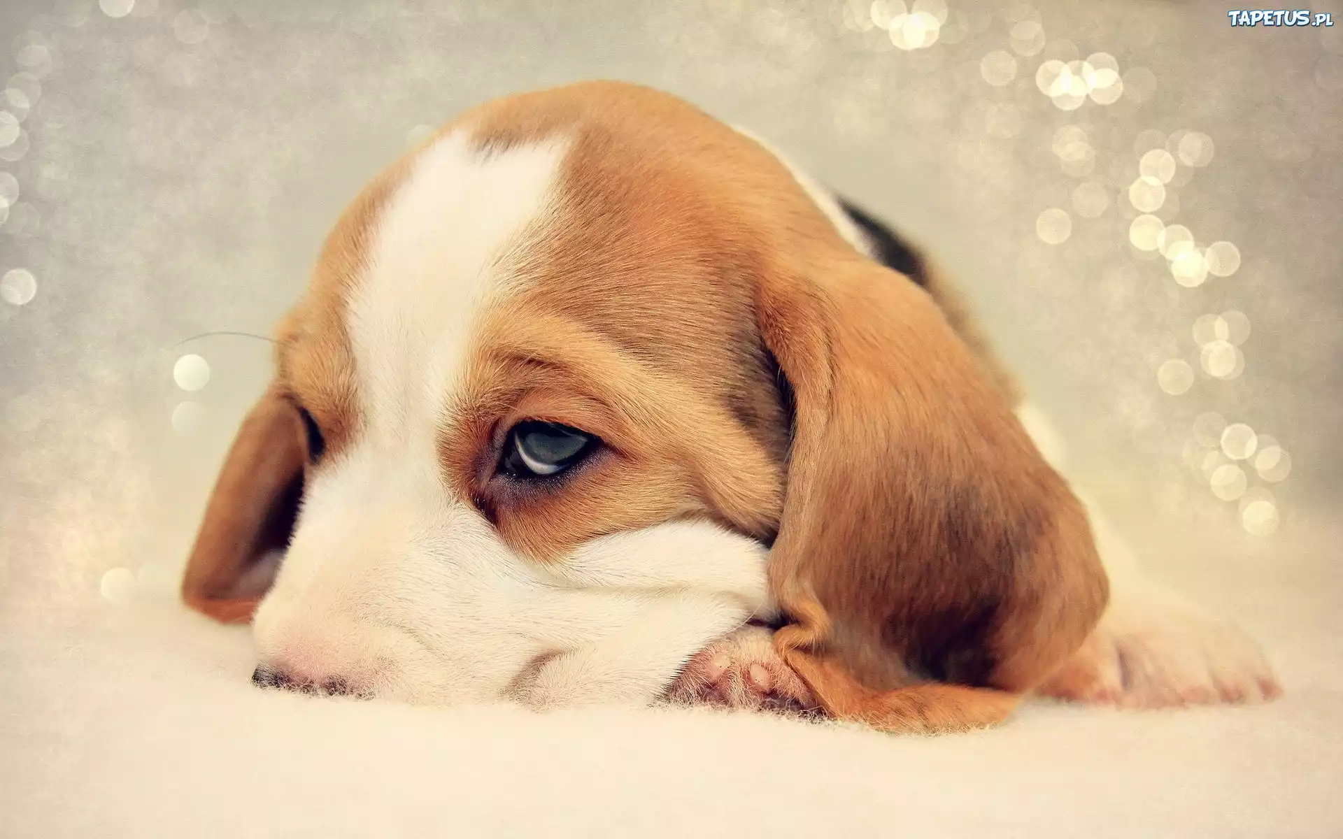 Szczeniaczek, Beagle