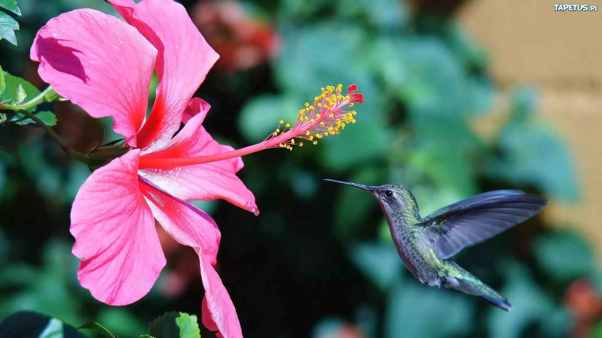 Różowy, Hibiskus, Koliber