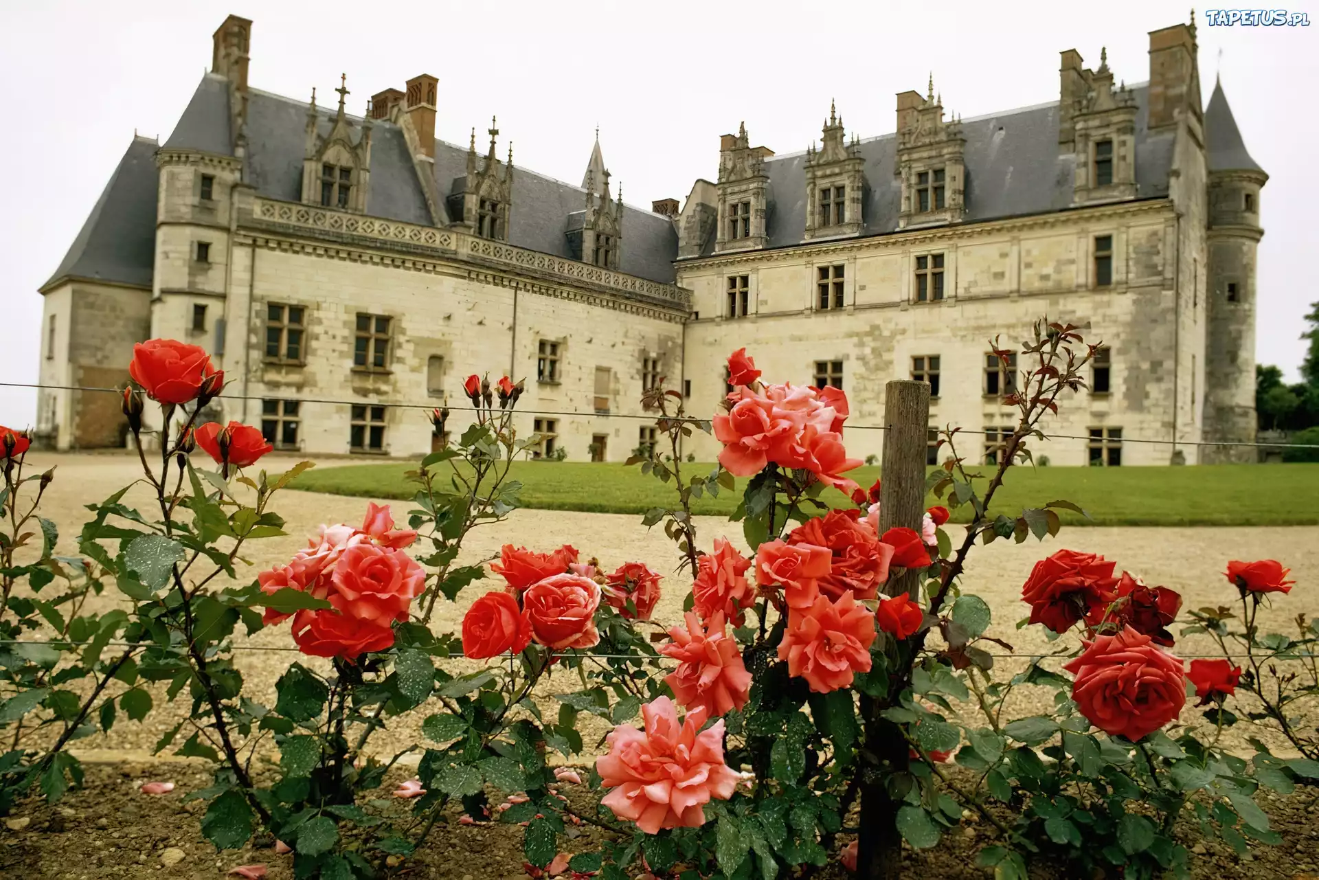 Ogród, Róże, Zamek, Amboise. Francja
