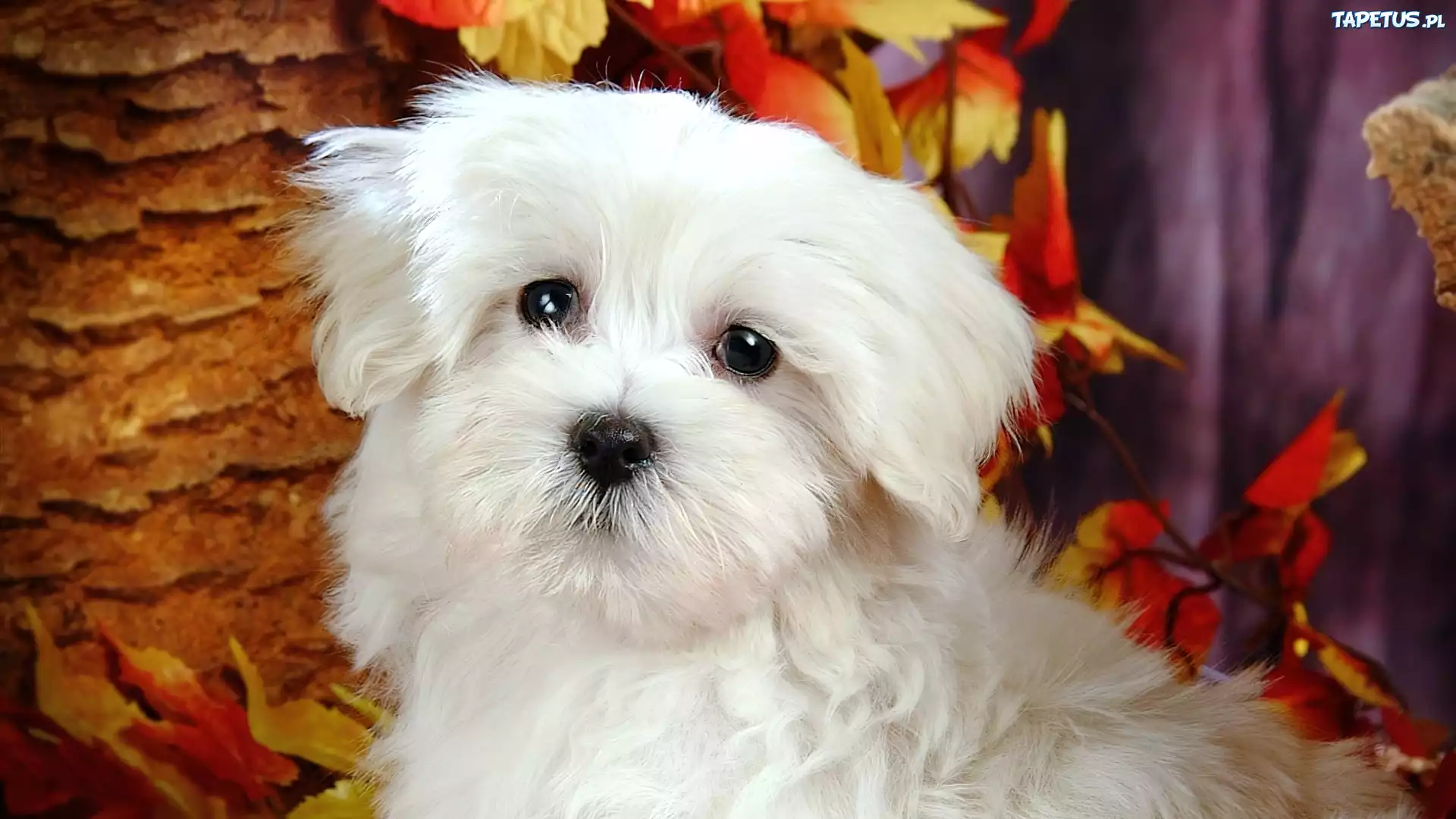 Biały, Bichon, Listki