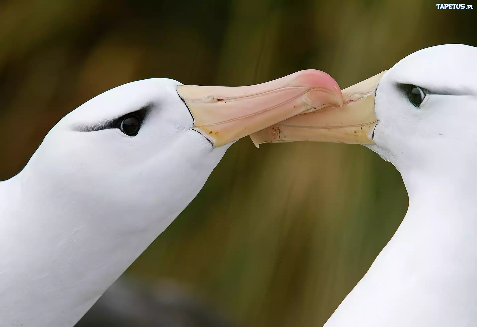 Albatrosy