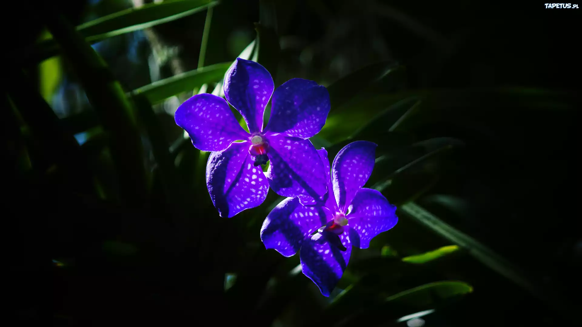 Niebieska, Orchidea