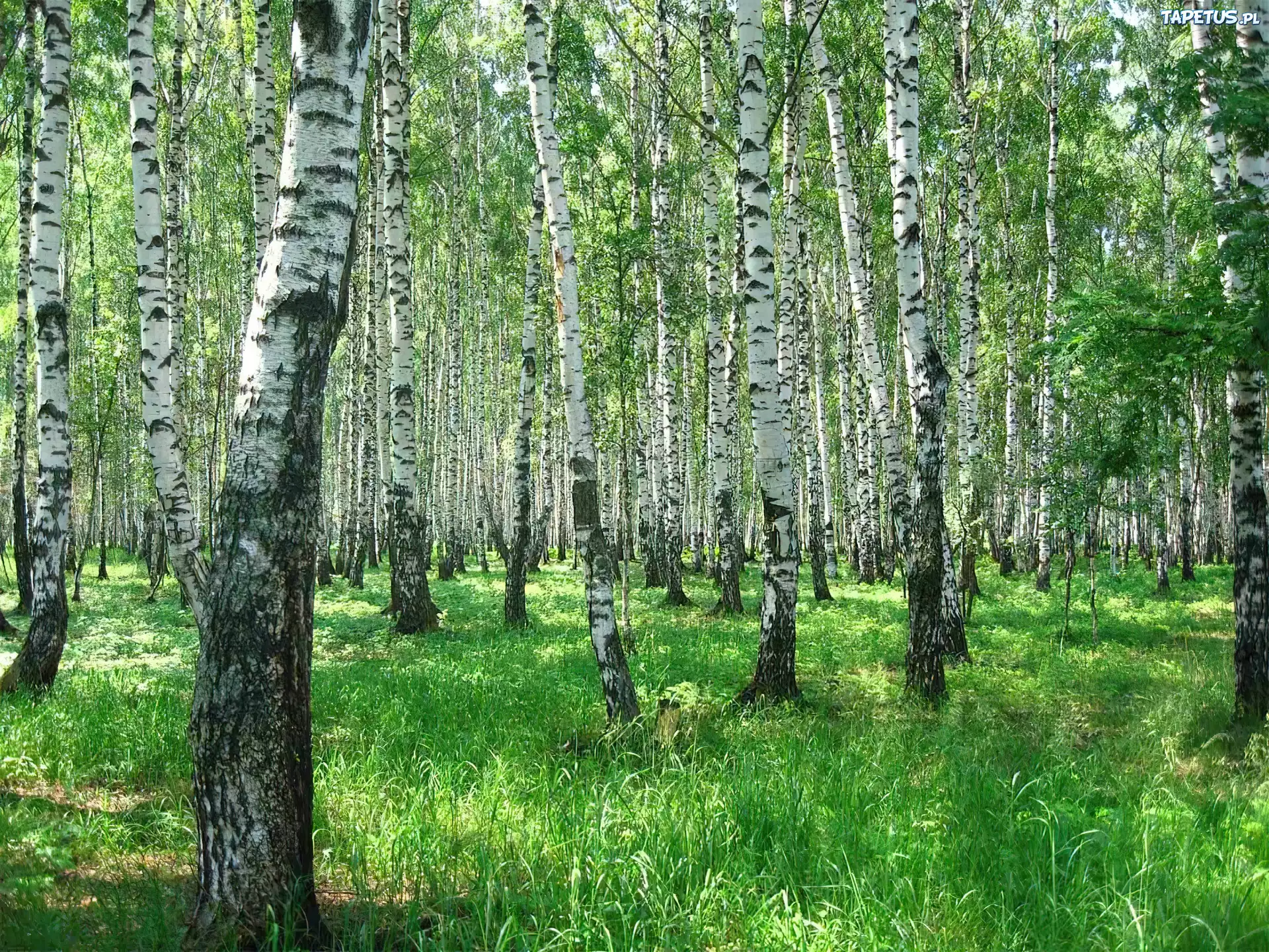 Las, Brzozowy